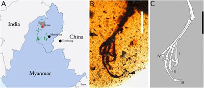 Exploring the Ecomorphology of Two Cretaceous Enantiornithines With Unique Pedal Morphology